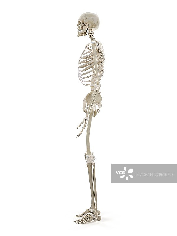 人类的骨骼,插图图片素材