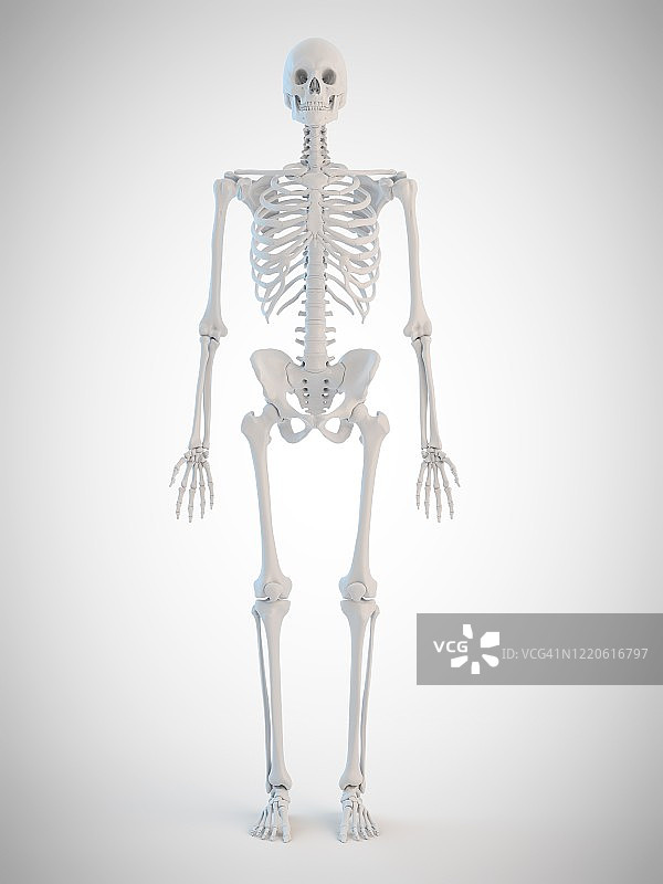 人类的骨骼,插图图片素材