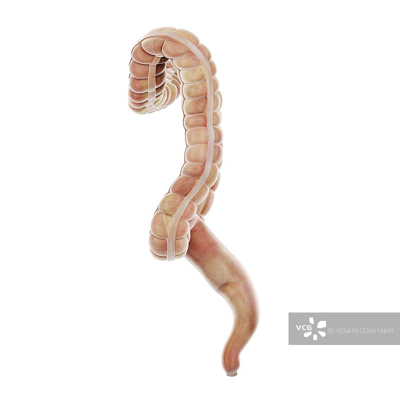 大肠、插图图片素材