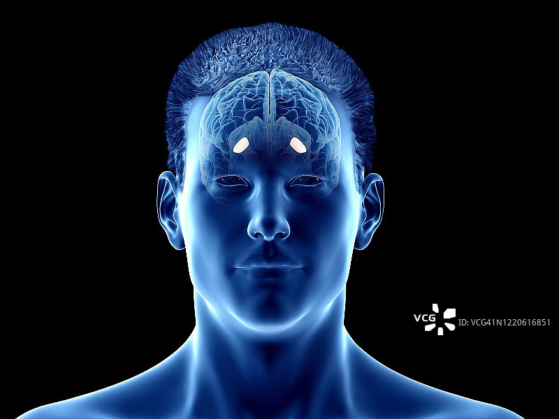 大脑苍白球外侧部插图图片素材