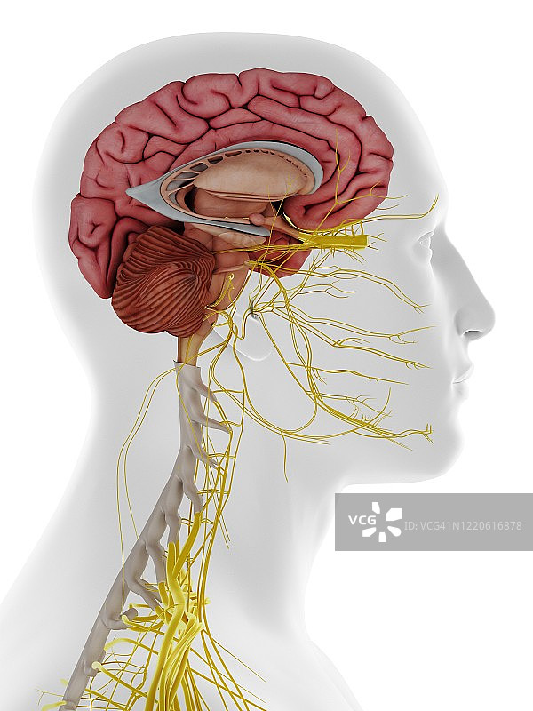 大脑内部侧面解剖结构，图示图片素材