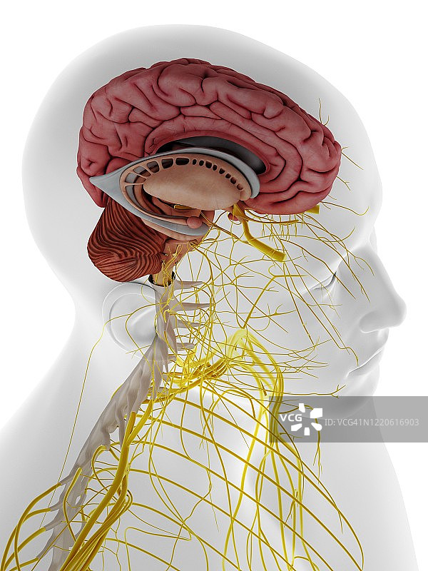 脑部内部结构图示图片素材