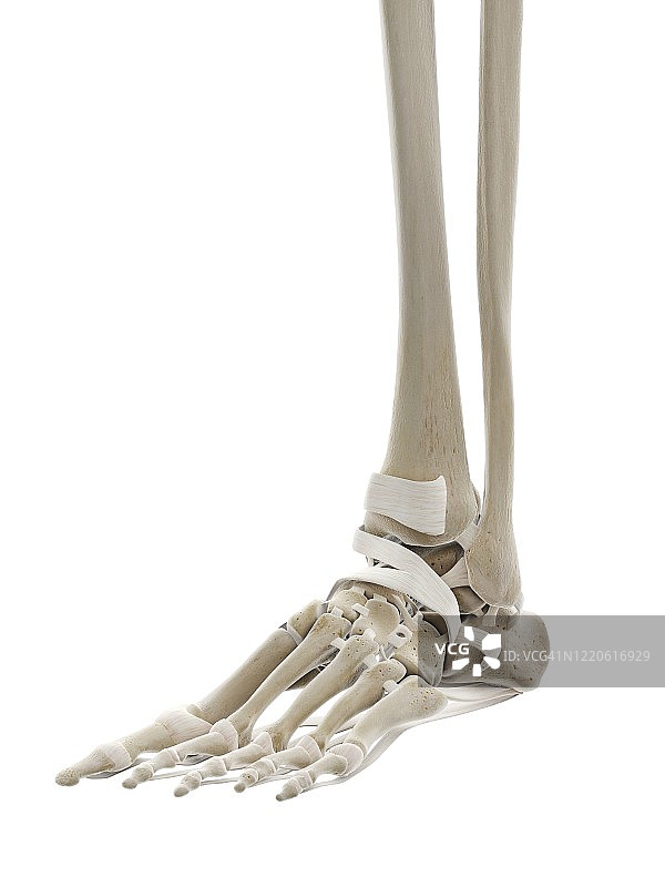 足部韧带图图片素材