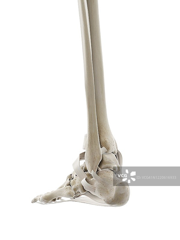 足部韧带图图片素材