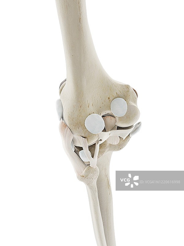 膝盖韧带插图图片素材