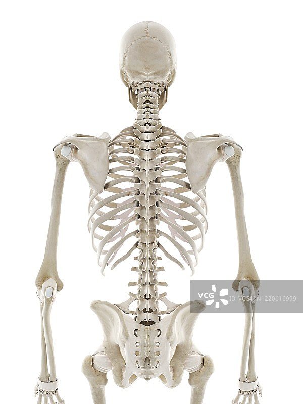 上半身韧带图图片素材