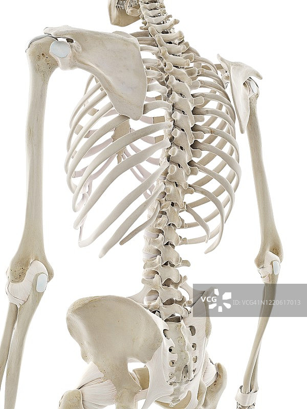 上半身韧带图图片素材