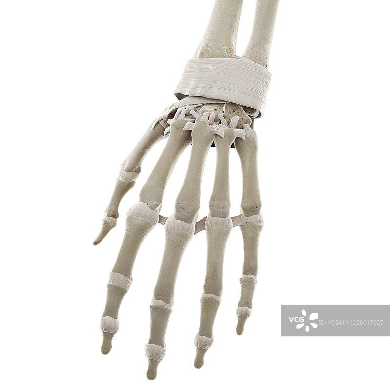 手部韧带图示图片素材