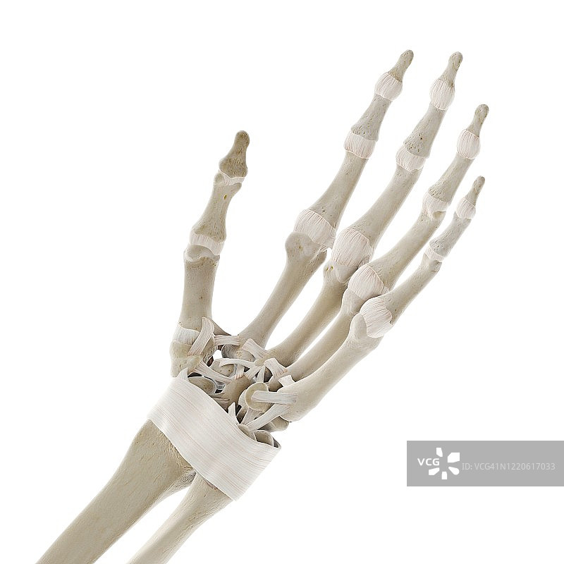 手部韧带图示图片素材
