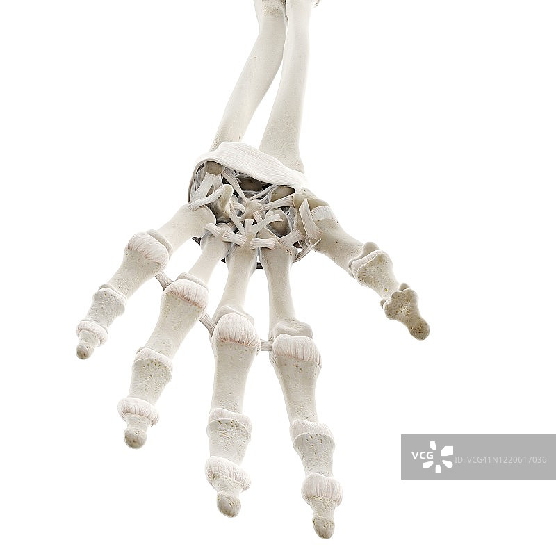 手部韧带图示图片素材