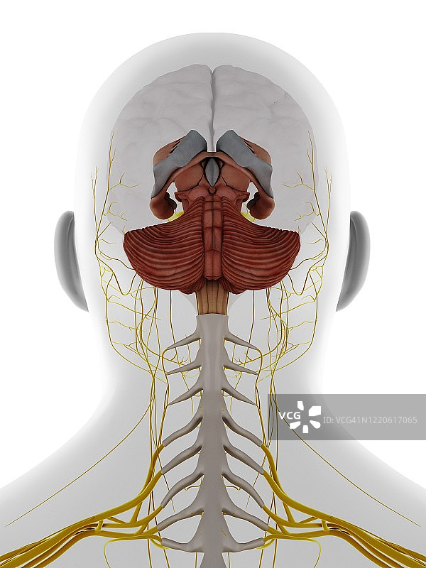 男性头颈神经和大脑插图图片素材