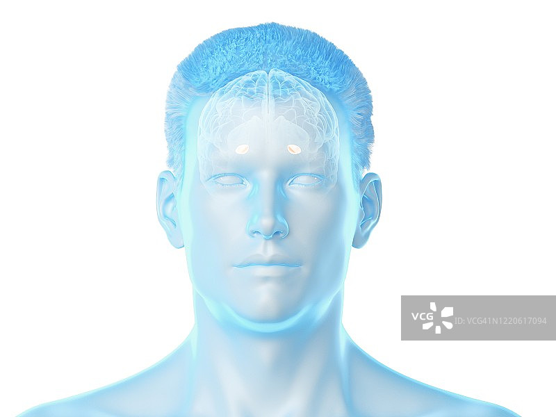 大脑内侧苍白球插图图片素材