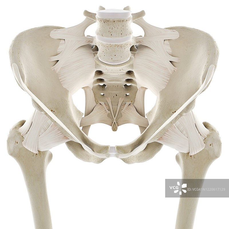 髋部韧带图示图片素材