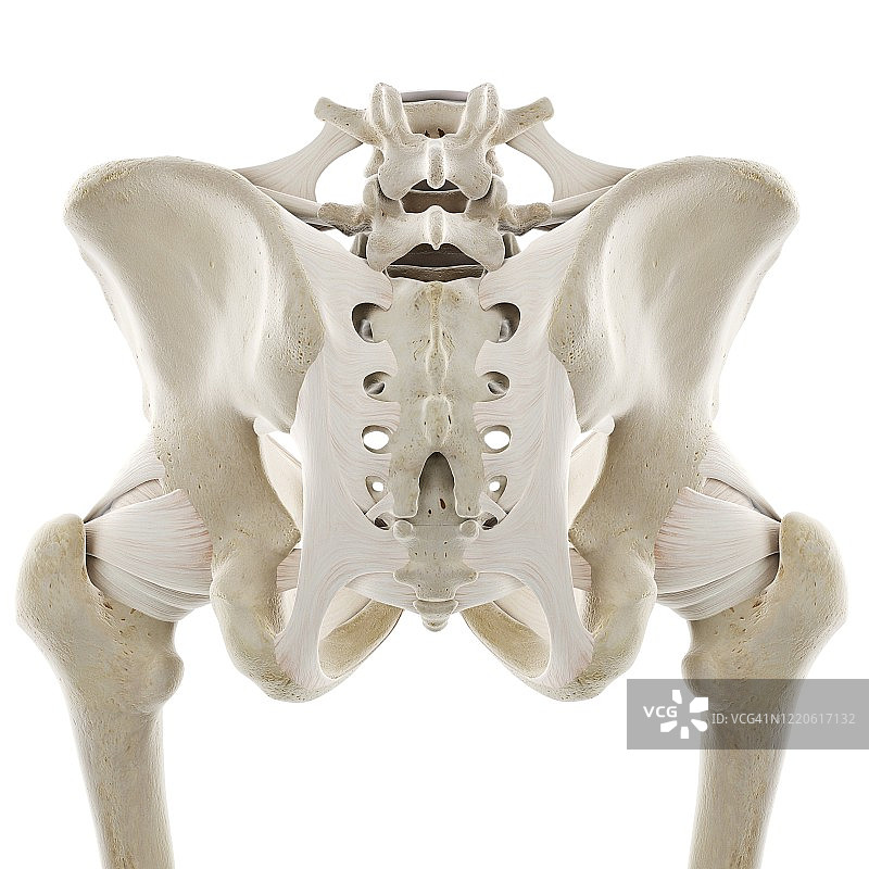 髋部韧带图示图片素材