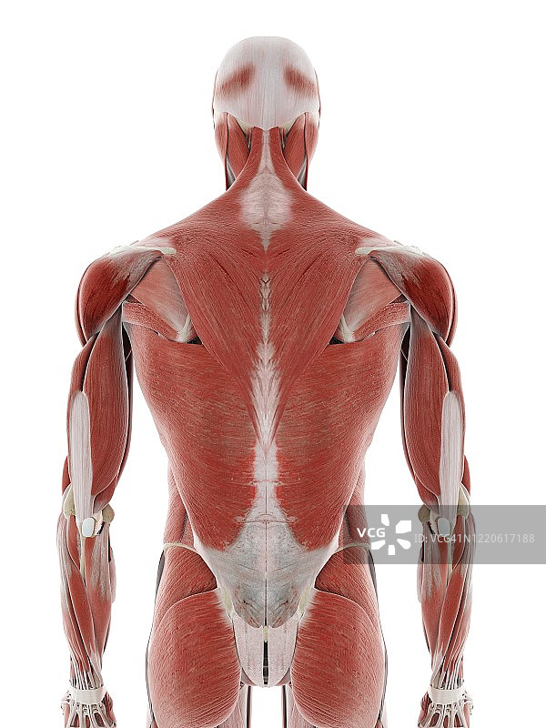 背部肌肉图图片素材