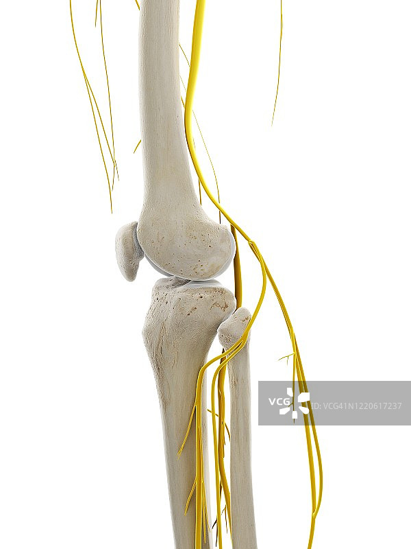 膝盖神经，图示图片素材