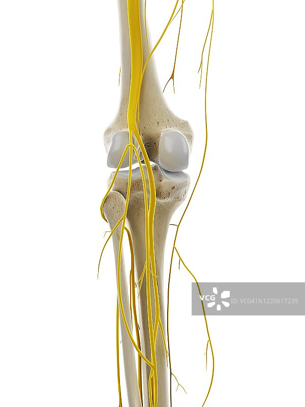 膝盖神经，图示图片素材