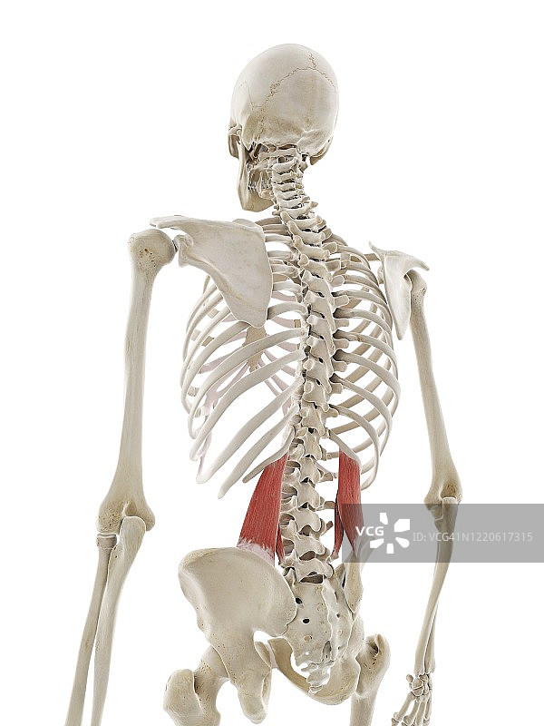 腰方肌插图图片素材