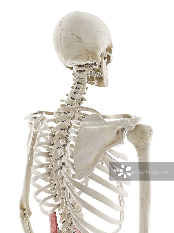 腰方肌插图图片素材