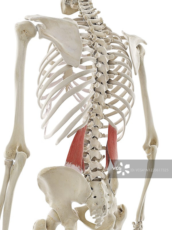 腰方肌插图图片素材