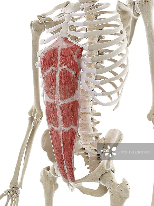 腹直肌插画图片素材