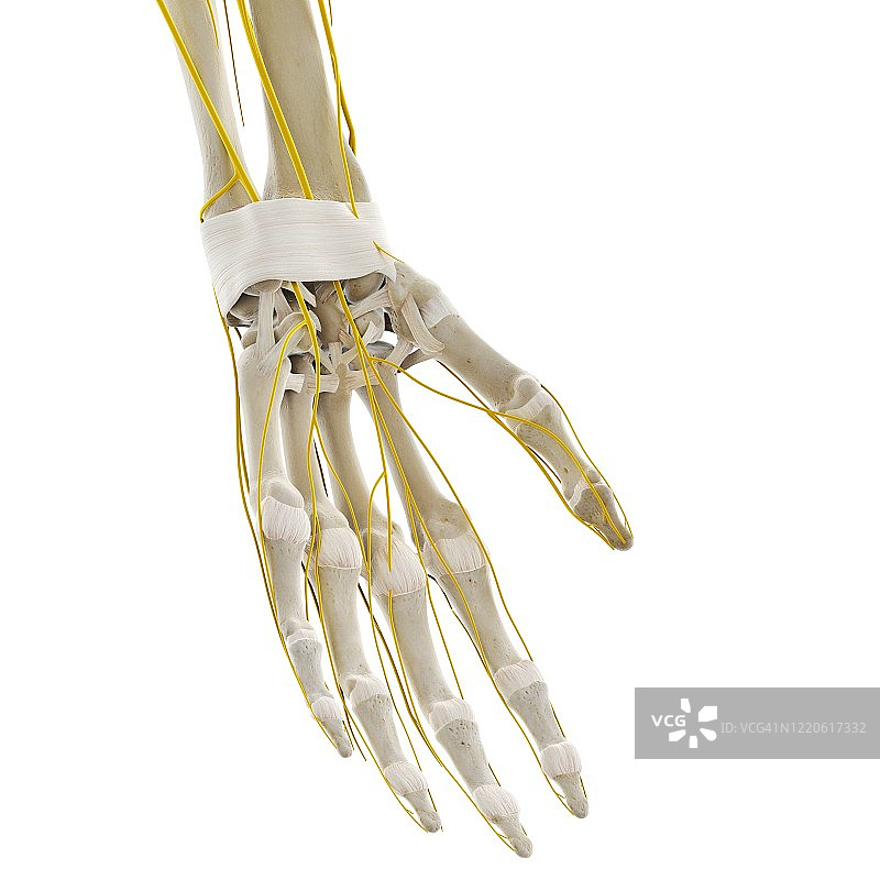 手部神经图示图片素材