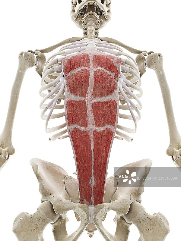 腹直肌插画图片素材