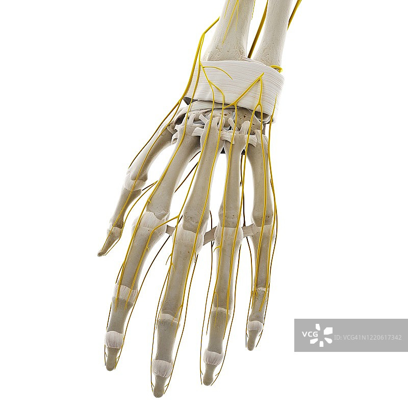 手部神经图示图片素材