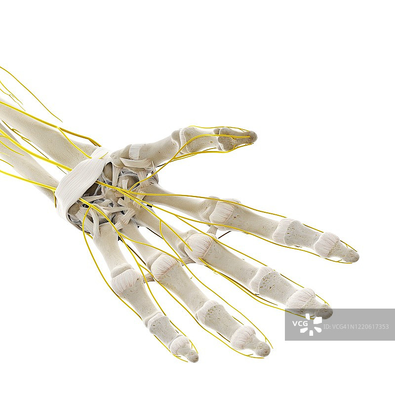 手部神经图示图片素材