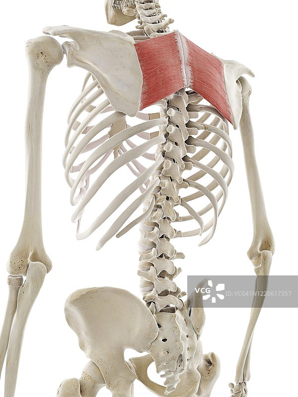 大菱形肌插图图片素材