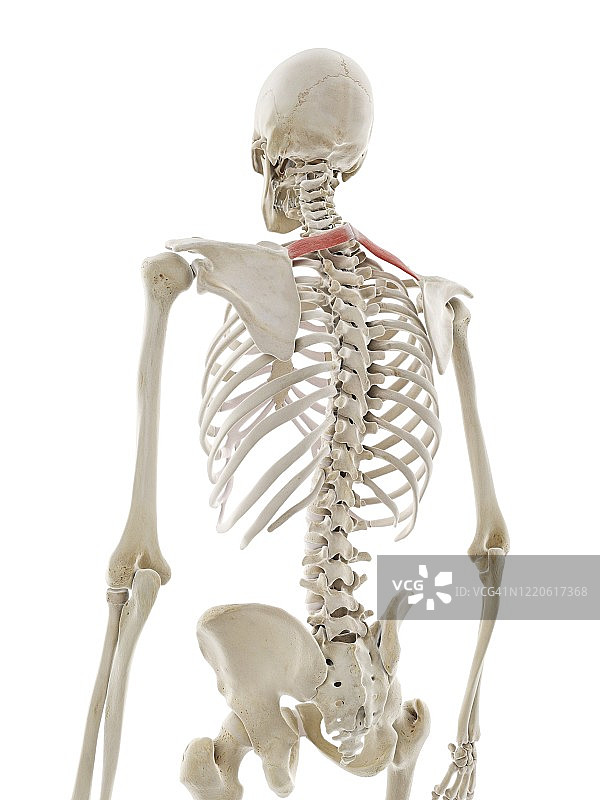 小菱形肌插画图片素材