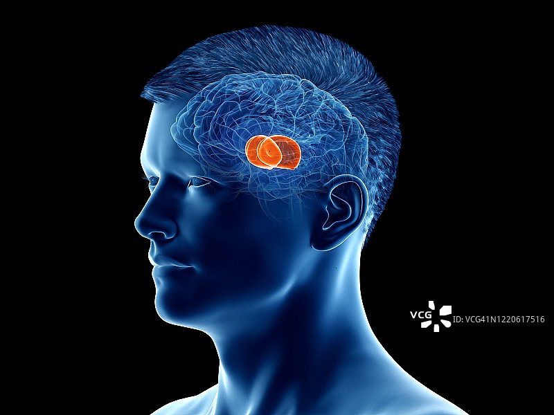 大脑丘脑示意图图片素材