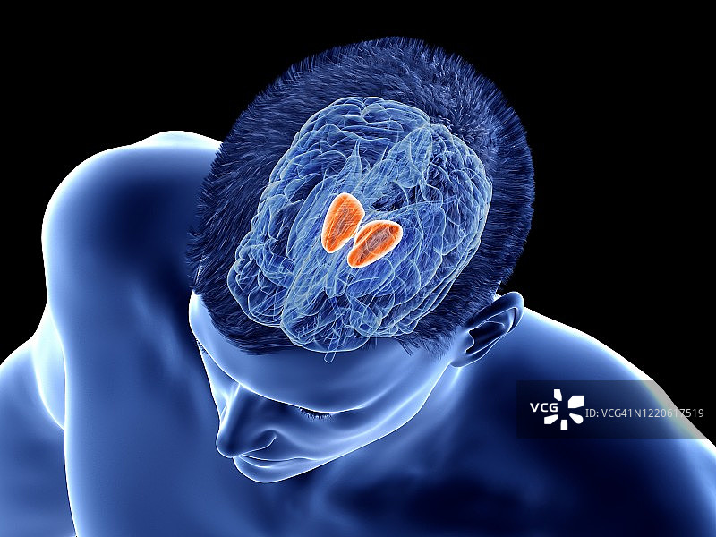 大脑丘脑示意图图片素材