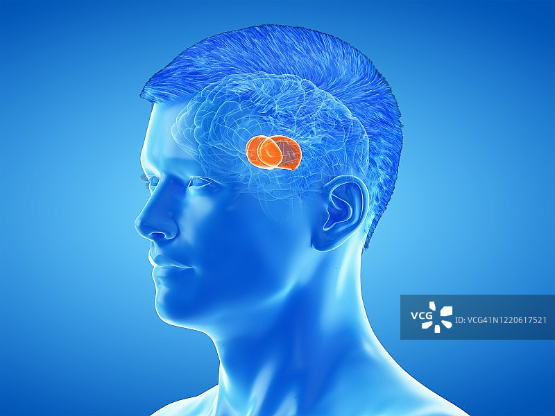 大脑丘脑示意图图片素材