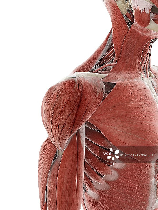 肩部肌肉插画图片素材