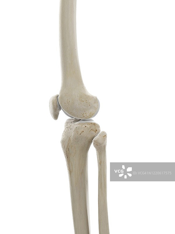 膝盖骨骼结构图图片素材