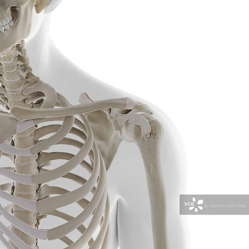 骨骼肩部，插图图片素材