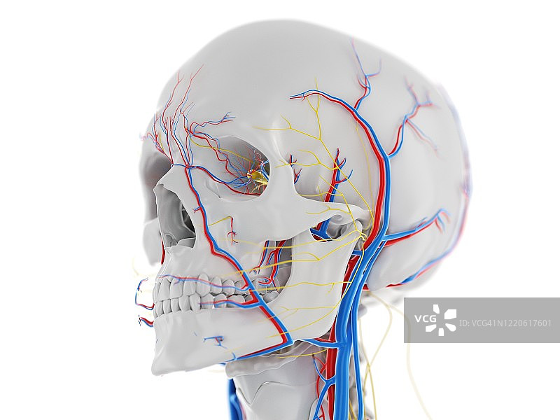 头部血管和神经解剖结构图图片素材