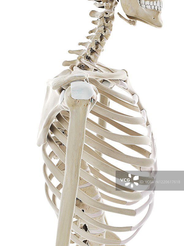 骨骼肩部，插图图片素材