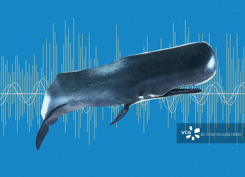 抹香鲸插图图片素材