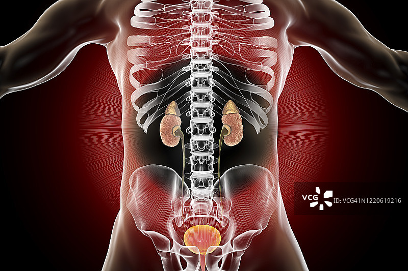 慢性肾脏疾病插图图片素材