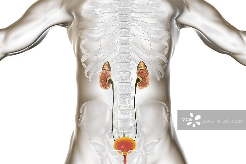 慢性肾脏疾病插图图片素材