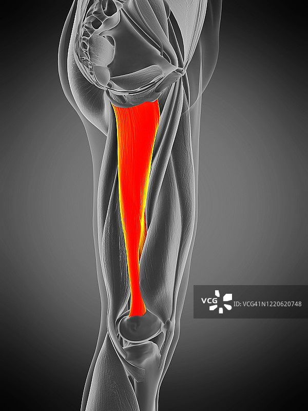 大收肌，图示图片素材