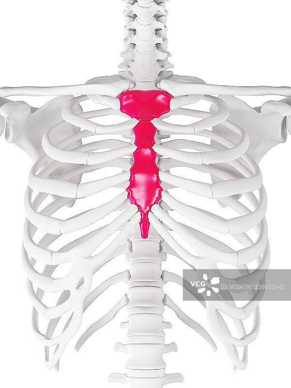 胸骨插画图片素材