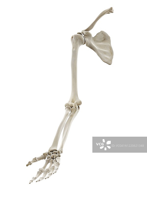 手臂骨骼图图片素材