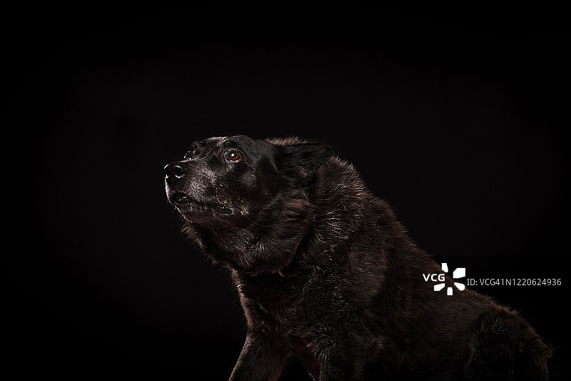 影棚内拍摄的年长的救援犬图片素材
