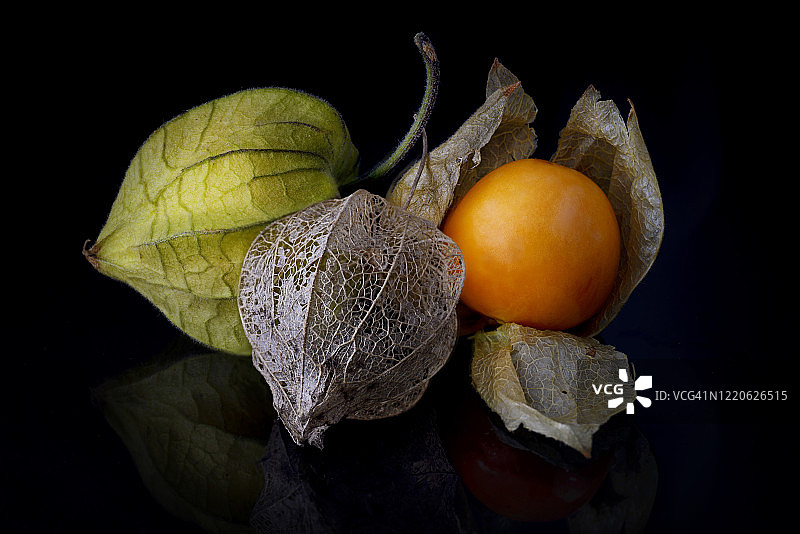 金色浆果图片素材