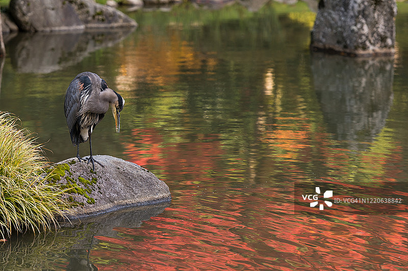 野生动物图片素材