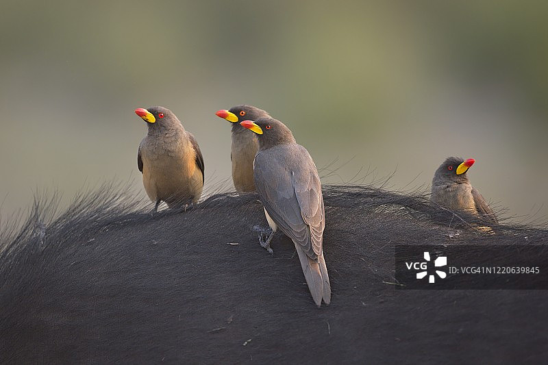 牛背鹭图片素材