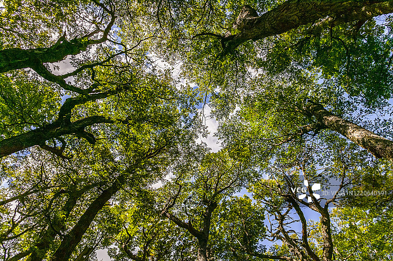 巴塔哥尼亚山毛榉森林图片素材